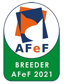 BREDER AFEF