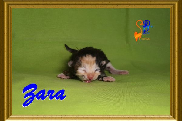 zara_05A245459F-93E3-D162-7A5F-FCE884F69354.jpg