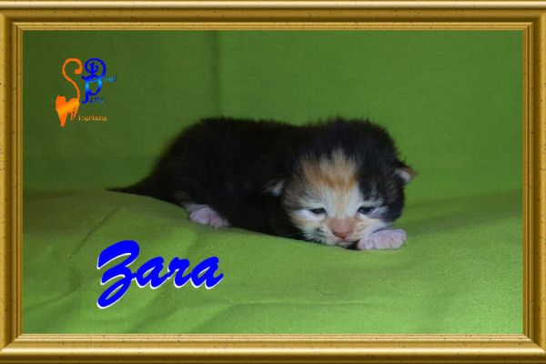 zara_073005EB19-4C49-1BA3-EF70-FAF93B5F2C9D.jpg