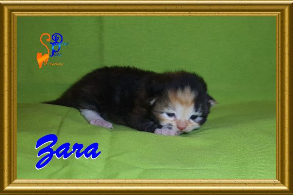 zara_08203DCAE5-0BF9-4409-CFC4-257F8B228DC0.jpg