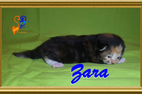 zara_09CB40BACD-0248-F8CD-F863-8ED88B90295F.jpg