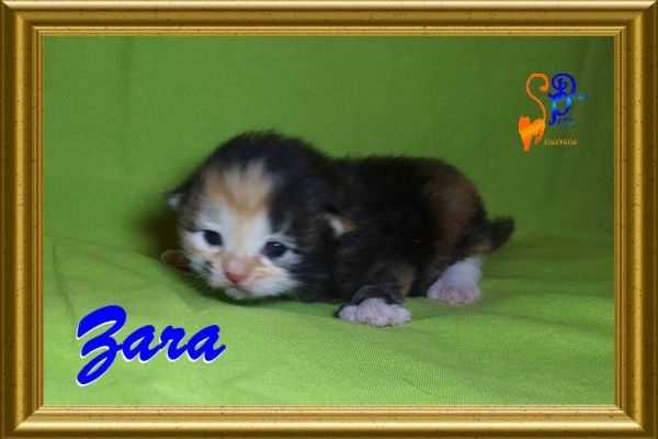 zara_129DEDC2AB-E770-7275-CF8C-3E2ACBF88135.jpg