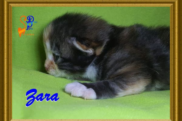 zara_135E83707C-5129-2616-9AAF-0D0B9676A3CB.jpg