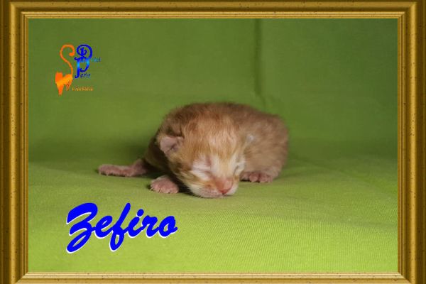 zefiro_01006AE94F-41FC-5A25-49A8-07484FA284DD.jpg