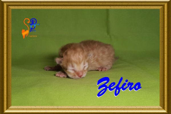 zefiro_022AB9206C-FD70-0C4A-828E-E5B691D8205F.jpg