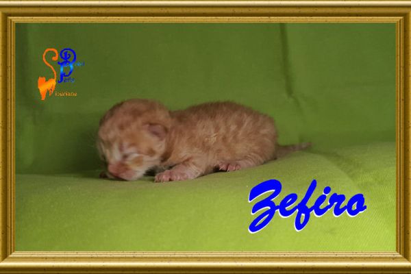 zefiro_031AFF94EA-9979-9E1C-0AFA-3EC45365D655.jpg