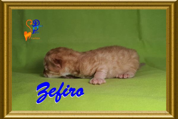 zefiro_05339BA471-284E-7CB4-3ACB-976E26BCAE76.jpg