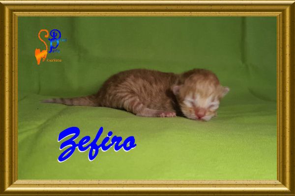 zefiro_0960D4763E-A836-F1DD-E448-E86A89A21F1B.jpg