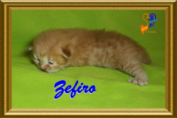 zefiro_12DBAB27E1-2BFD-E93C-2B50-EED7471B6574.jpg