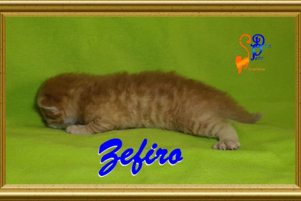 zefiro_1337E71007-1CC3-3B08-B504-2CD0B19EF53B.jpg