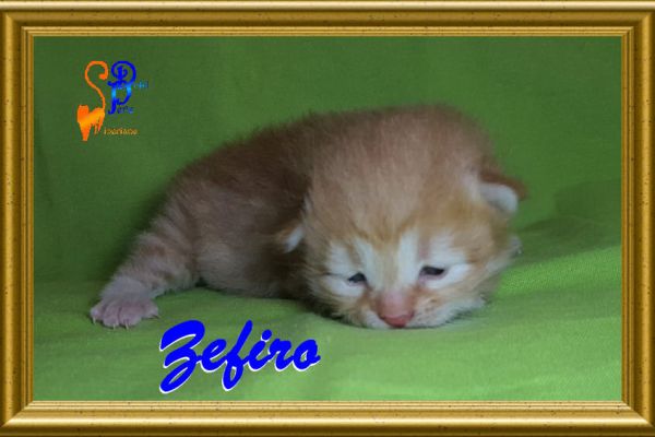zefiro_14A913D149-39DC-AC28-46AC-7A5B3760BA9C.jpg