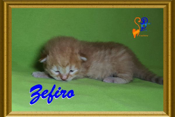 zefiro_16D4640508-CFCA-F05D-E248-E91A60D77147.jpg