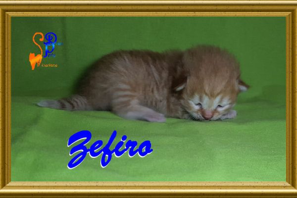 zefiro_172587D5AF-3A71-8FB4-FD07-B4F6271388D0.jpg