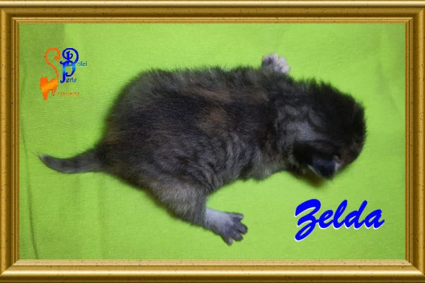 zelda_08140CD553-E406-80A4-4460-6BCEDD64E930.jpg