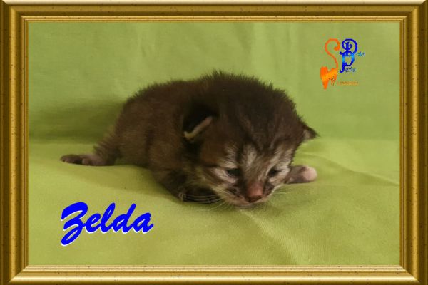 zelda_12BBDAC1BA-BFDC-697B-E320-4FB591A31DA3.jpg