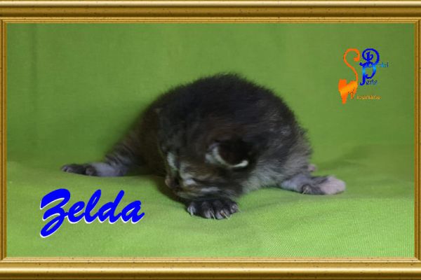zelda_14EDA73035-5F71-1BEA-D30A-D61F97B84C43.jpg