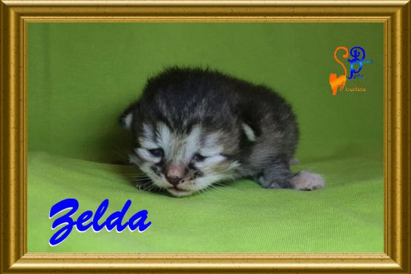 zelda_1511595ECC-C14D-29E8-007C-EDE520F9C8E8.jpg