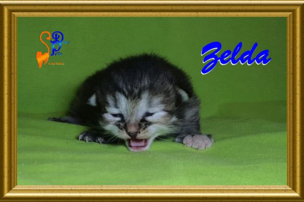 zelda_16DBACDA86-E211-35A8-4EBA-76037DC1AD05.jpg
