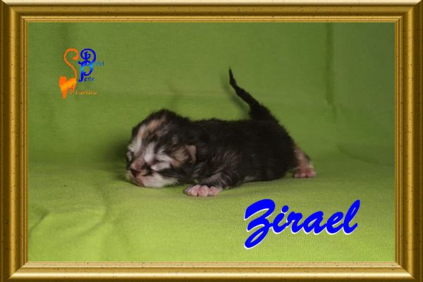 zirael_01195A0A65-6A16-EDA1-7E72-FFA91BF45DA9.jpg