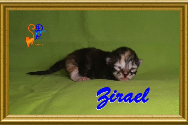 zirael_030844401D-0725-924D-349D-52ED49B50507.jpg