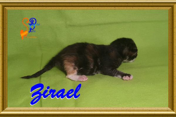 zirael_04108A5E42-24FC-9EA0-0AE5-E9F87EFCEF5A.jpg