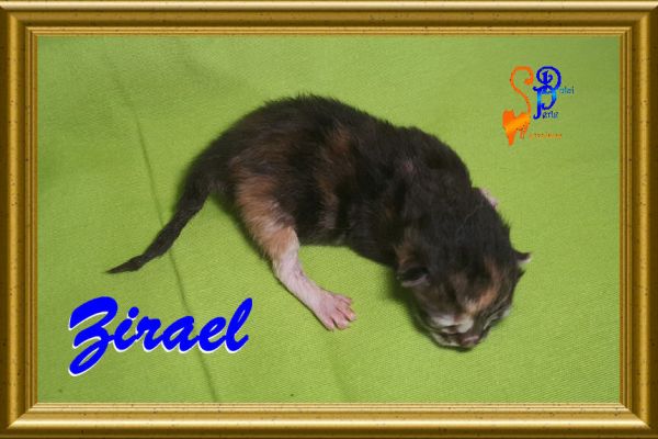 zirael_05FE36E889-E8E7-A130-AFB9-DB016ACD4BBC.jpg