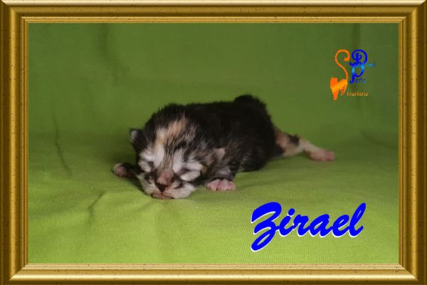 zirael_0654C1AA2B-4840-D2A9-B471-098C83C38902.jpg