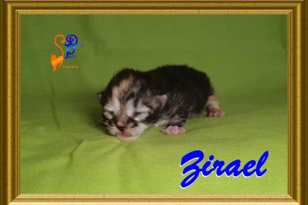 zirael_08E8DAF2FB-BF69-D2E2-5F98-0BE43B622A8F.jpg