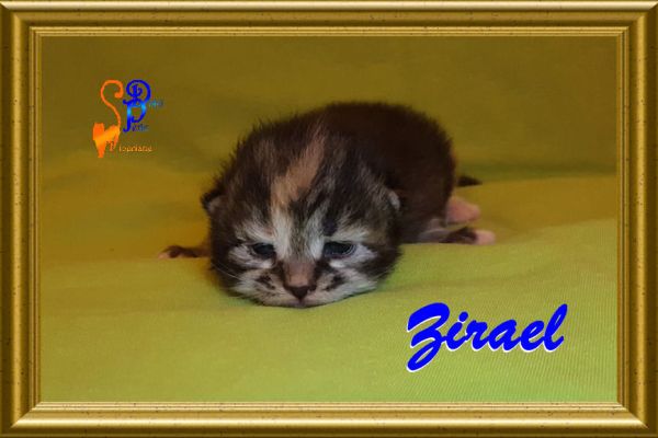 zirael_09F87F3EFD-950E-7881-EBEA-945A0D51F00E.jpg