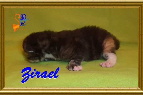 zirael_10BB7C1C15-80DA-B2F8-BAB8-C36F72CA9804.jpg