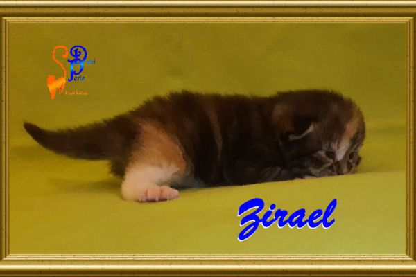zirael_134EFE1D3E-78F9-34B0-284C-F29C80B2DFEF.jpg