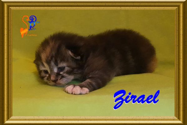 zirael_14A5FED21B-3737-EE73-96E3-EC28E3DF9C4B.jpg